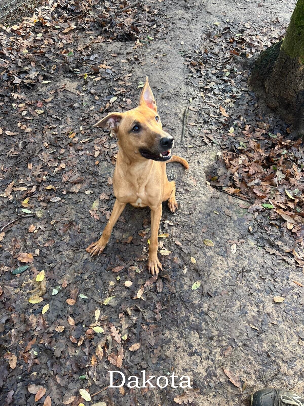 Dakota, Devil e Loky cercano una nuova casa