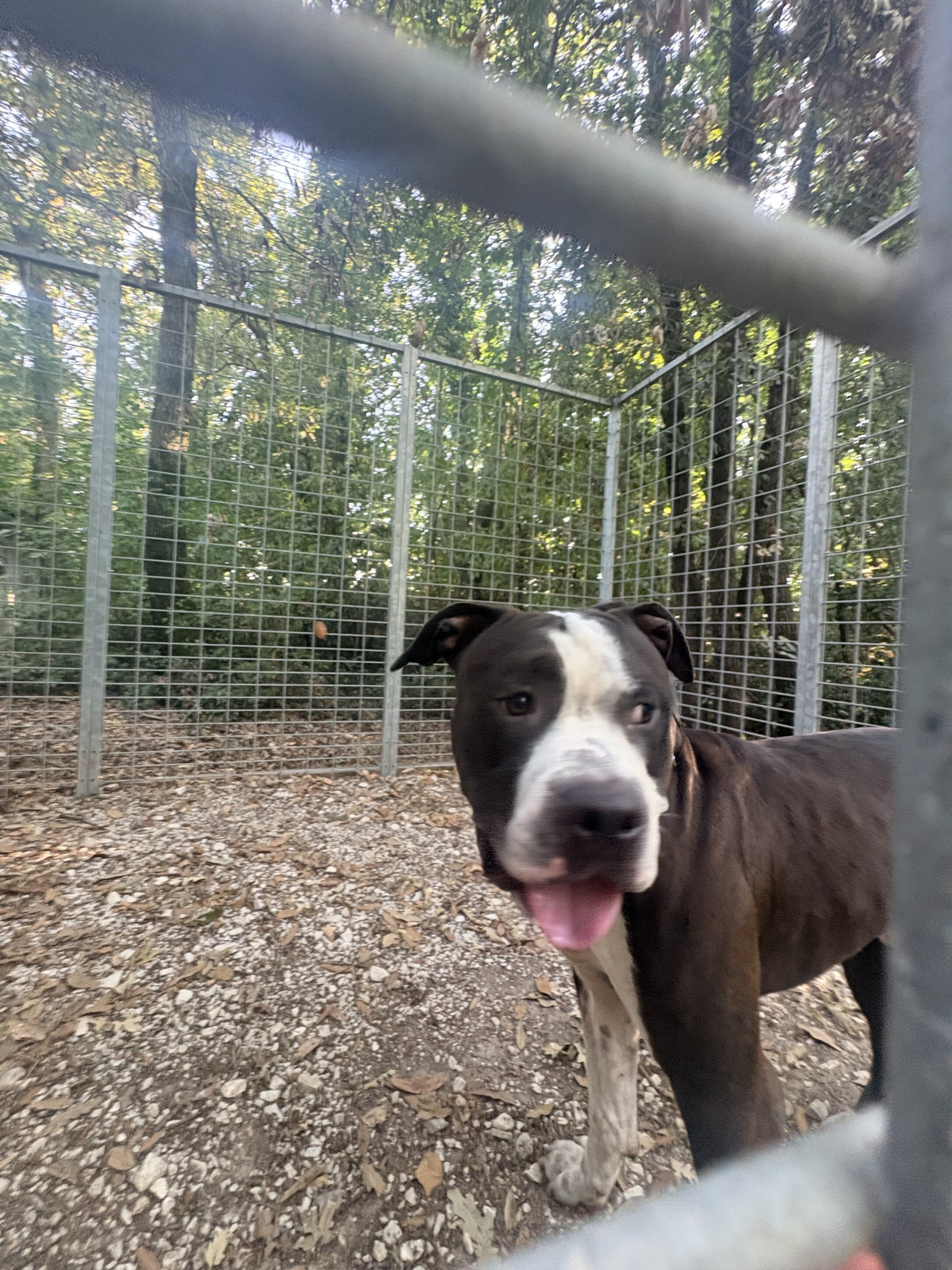 pitbull.jpeg