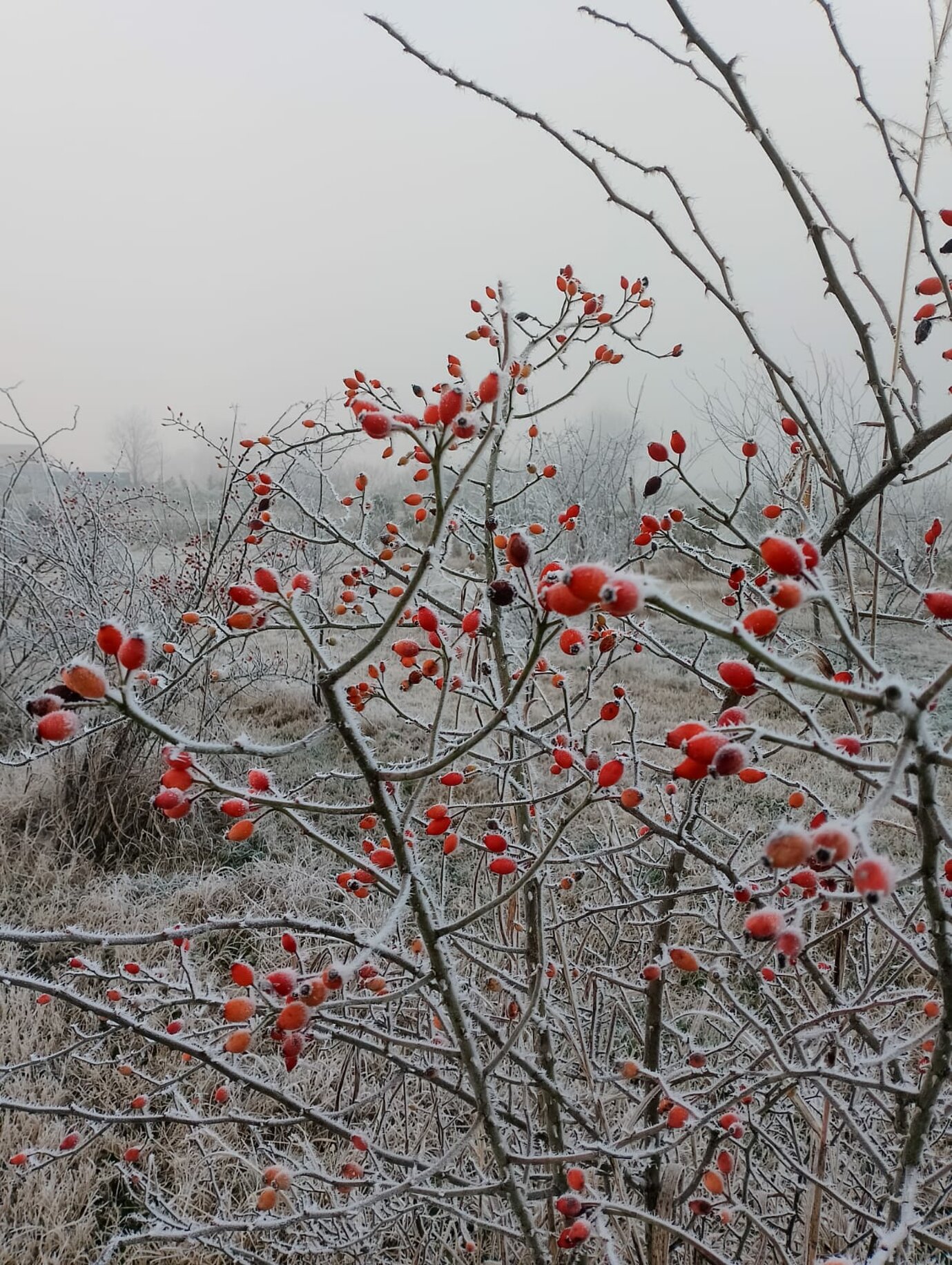Albero autunnale con foglie gialle e arancioni in un paesaggio del Veneto