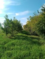 miele-di-acacia-400-g