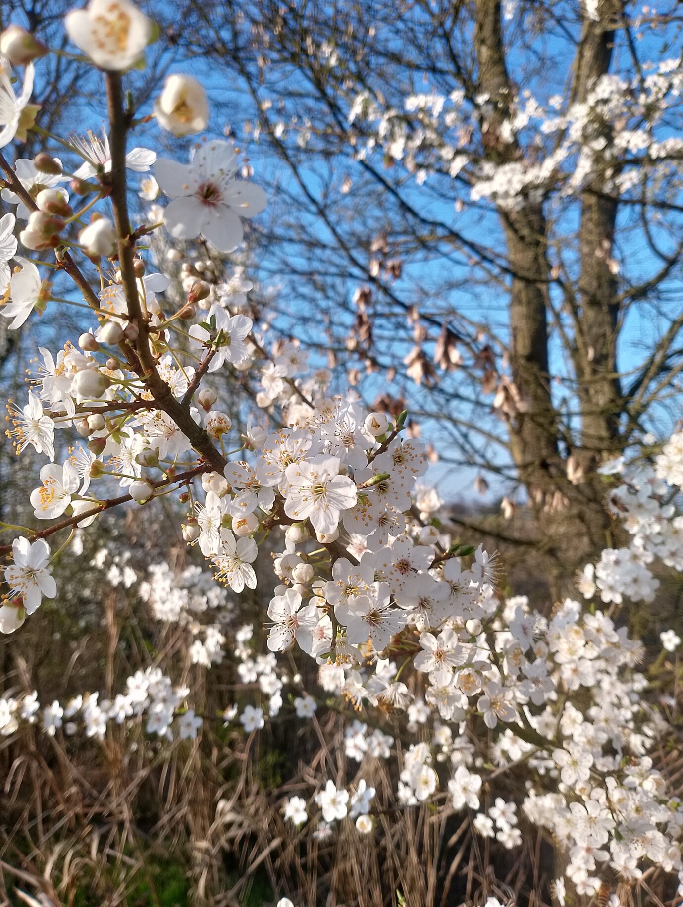 Albero autunnale con foglie gialle e arancioni in un paesaggio del Veneto