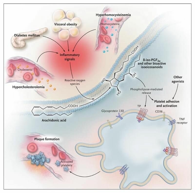 imm-omocisteina.jpeg imm-omocisteina.jpeg