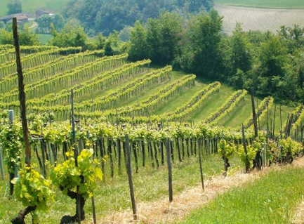 cappucci
