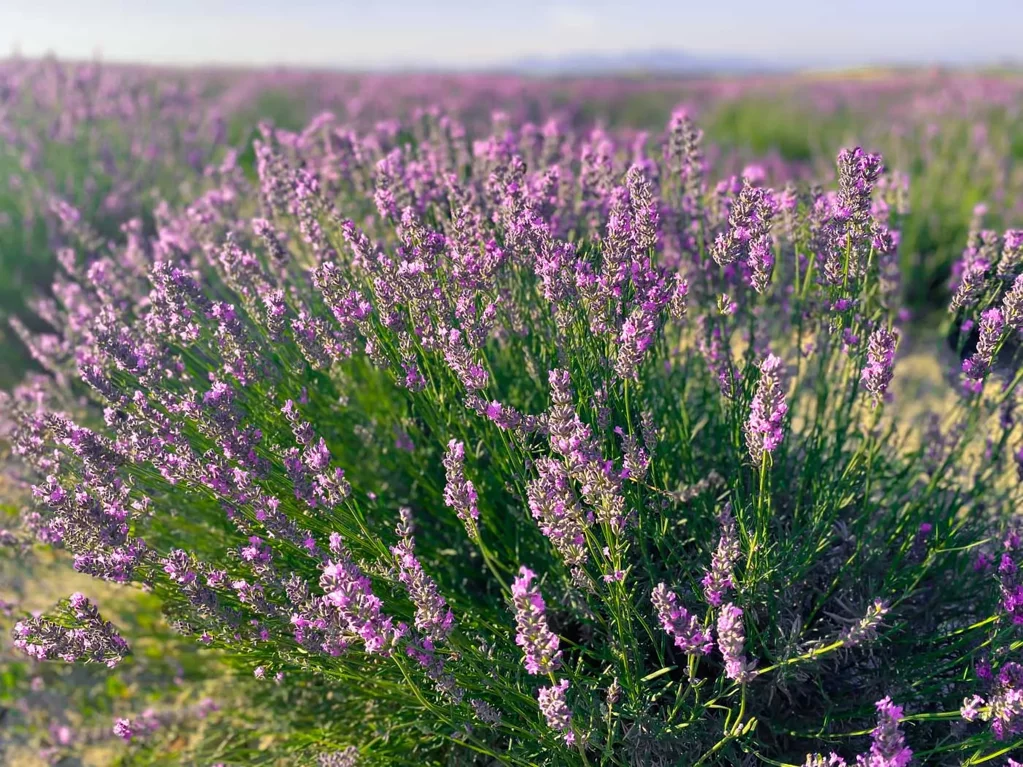 lavanda_santaluce-95