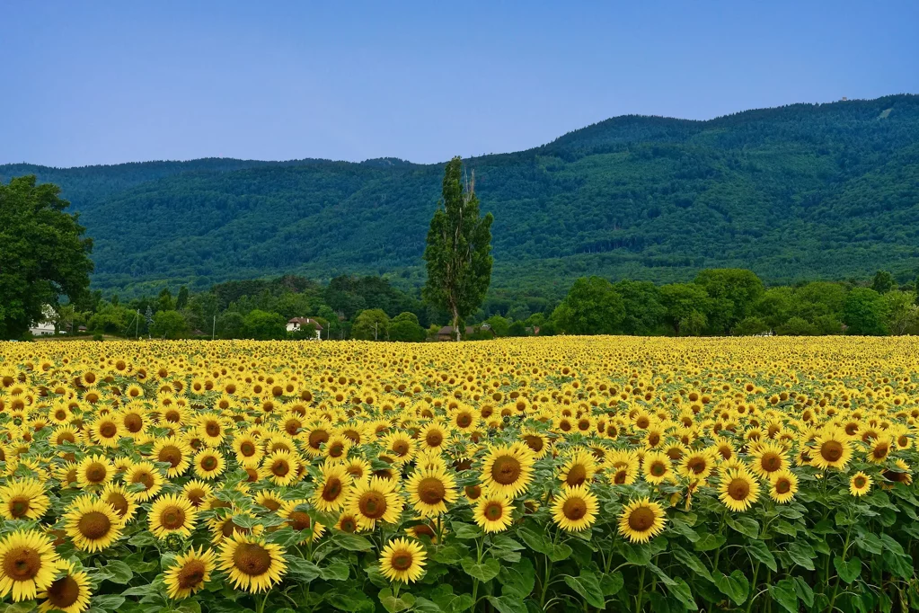 girasoli-la-via-delle-erbe-e-dei-fiori-massarosa-3
