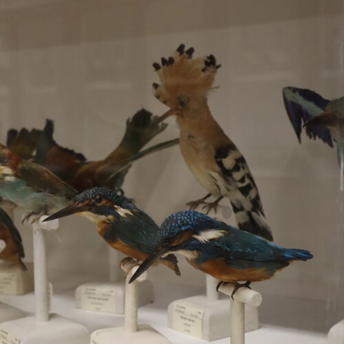 image00037 image00037