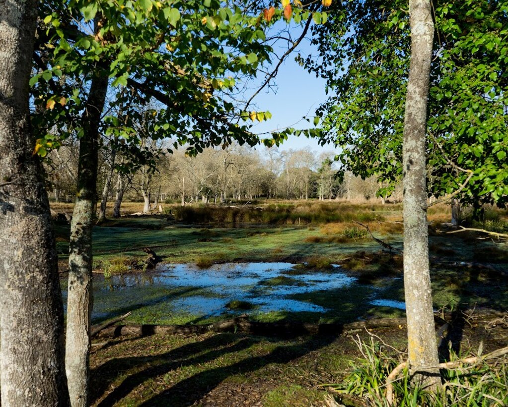 san rossore tenuta 2.jpeg