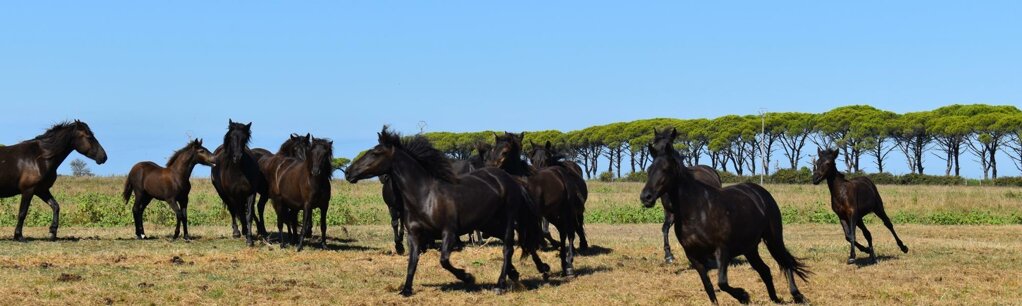 cavalli- monterufolini-al-pascolo.jpeg