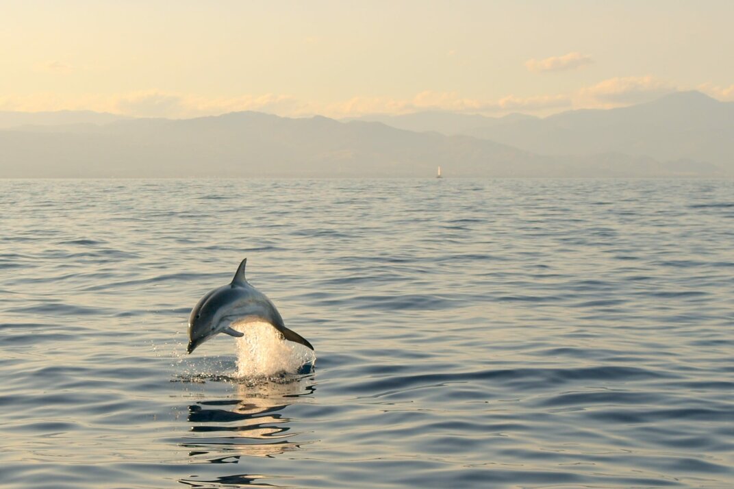 dauphin.jpeg