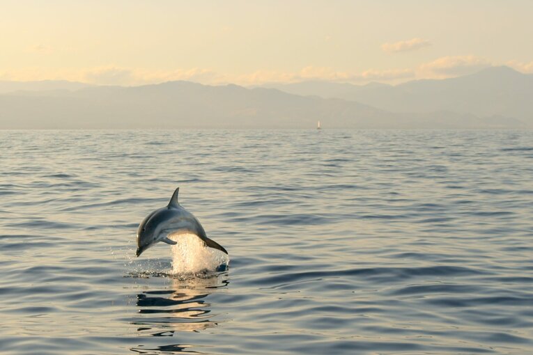 dauphin.jpeg dauphin.jpeg