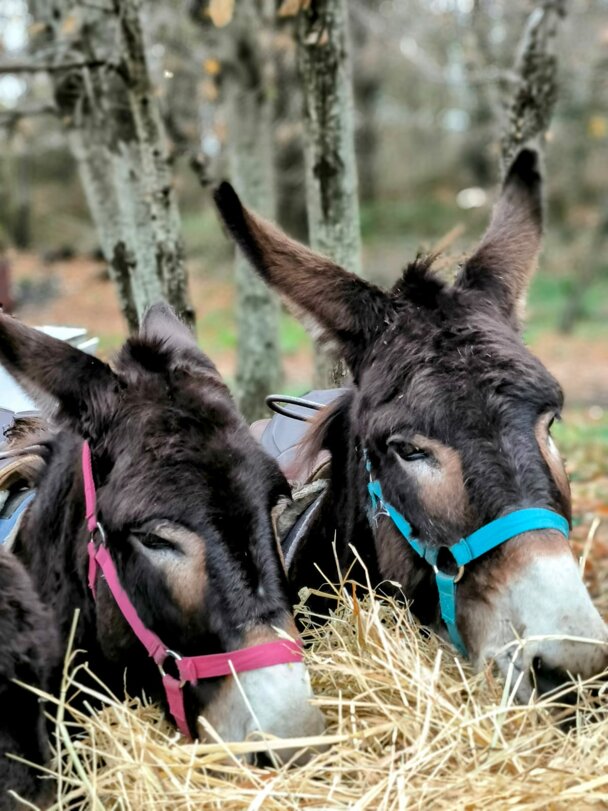 esperienza campagna 1.jpeg esperienza campagna 1.jpeg
