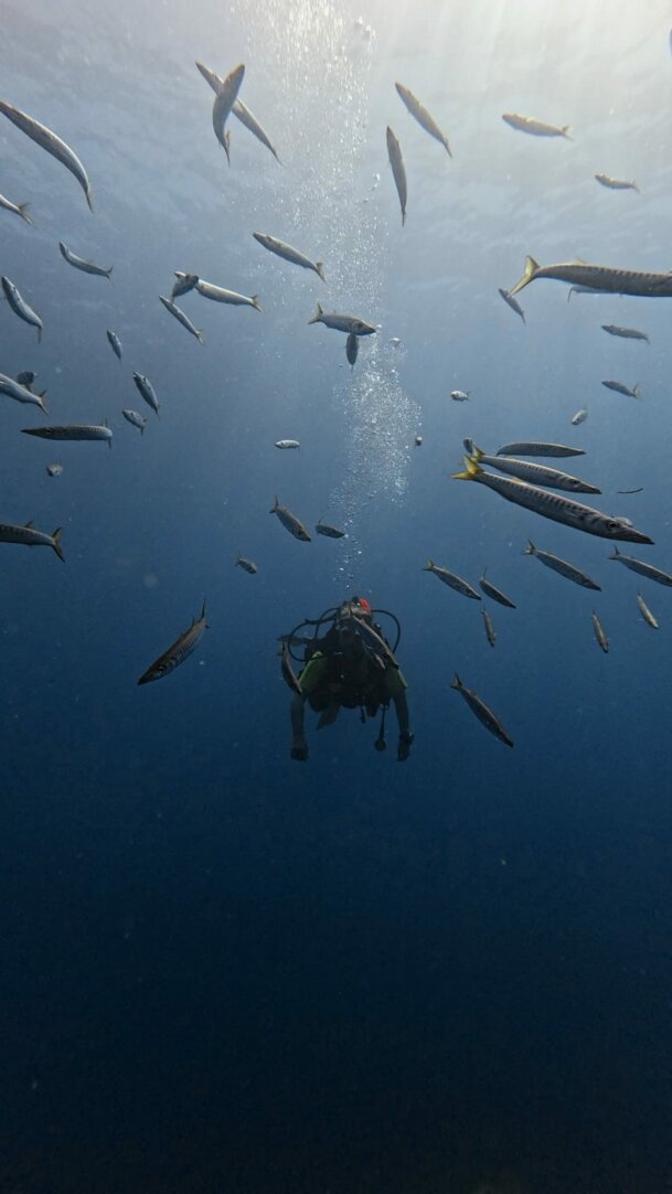 JTdCJTIyaXQlMjIlM0ElMjJTbm9ya2VsaW5nJTIwaW4lMjBtYXJlJTIwYXBlcnRvJTIwZHVyYW50ZSUyMGVzY3Vyc2lvbmUlMjBkaSUyMGF2dmlzdGFtZW50byUyMGRlbGZpbmklRTIlODAlOUQlMjIlN0Q=