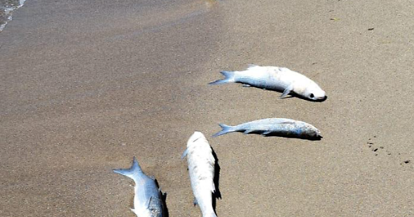 Strage di pesci alla Plaia, cosa si sversa in mare? Strage di pesci alla Plaia, cosa si sversa in mare?