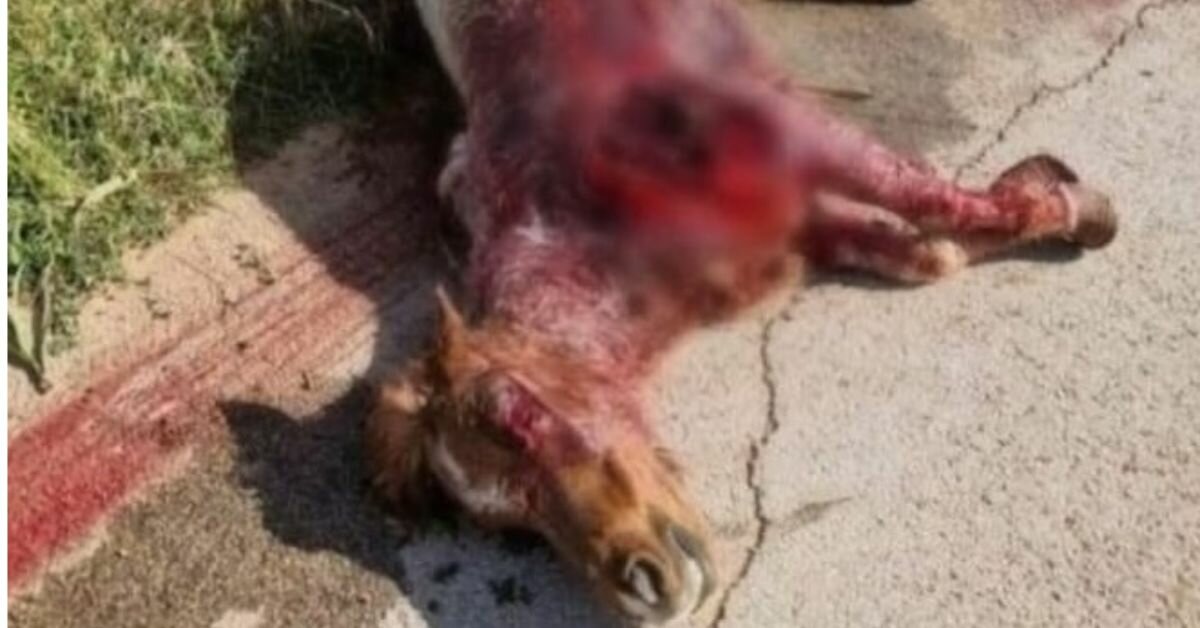 Pony trascinato e abbandonato ad Acate, associazioni animaliste parte civile