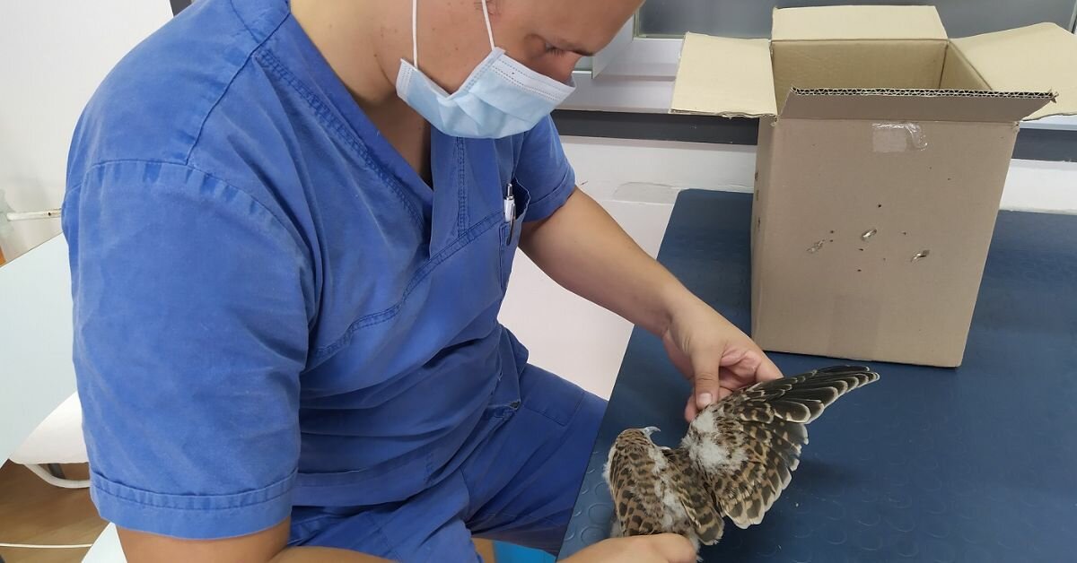 Scarsi fondi per gli ospedali in Sicilia per la fauna ferita, appello Wwf