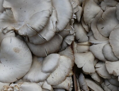 A Putia da Peppe contatti Biglietto da Visita On-Line Alimentari Frutta e Verdura Floridia