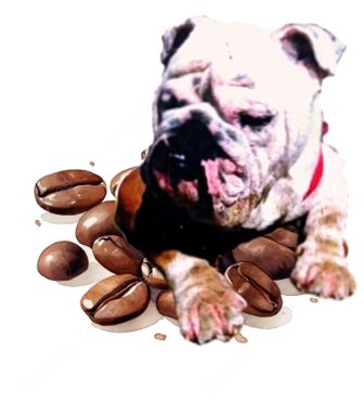 eyJpdCI6IkNpcm9zIENhZmboIEZsb3JpZGlhIENvbnRhdHRpIEJpZ2xpZXR0byBkYSBWaXNpdGEifQ==