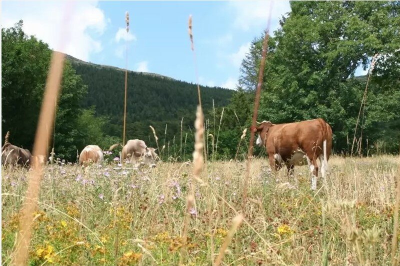 PAUSA ESTIVA