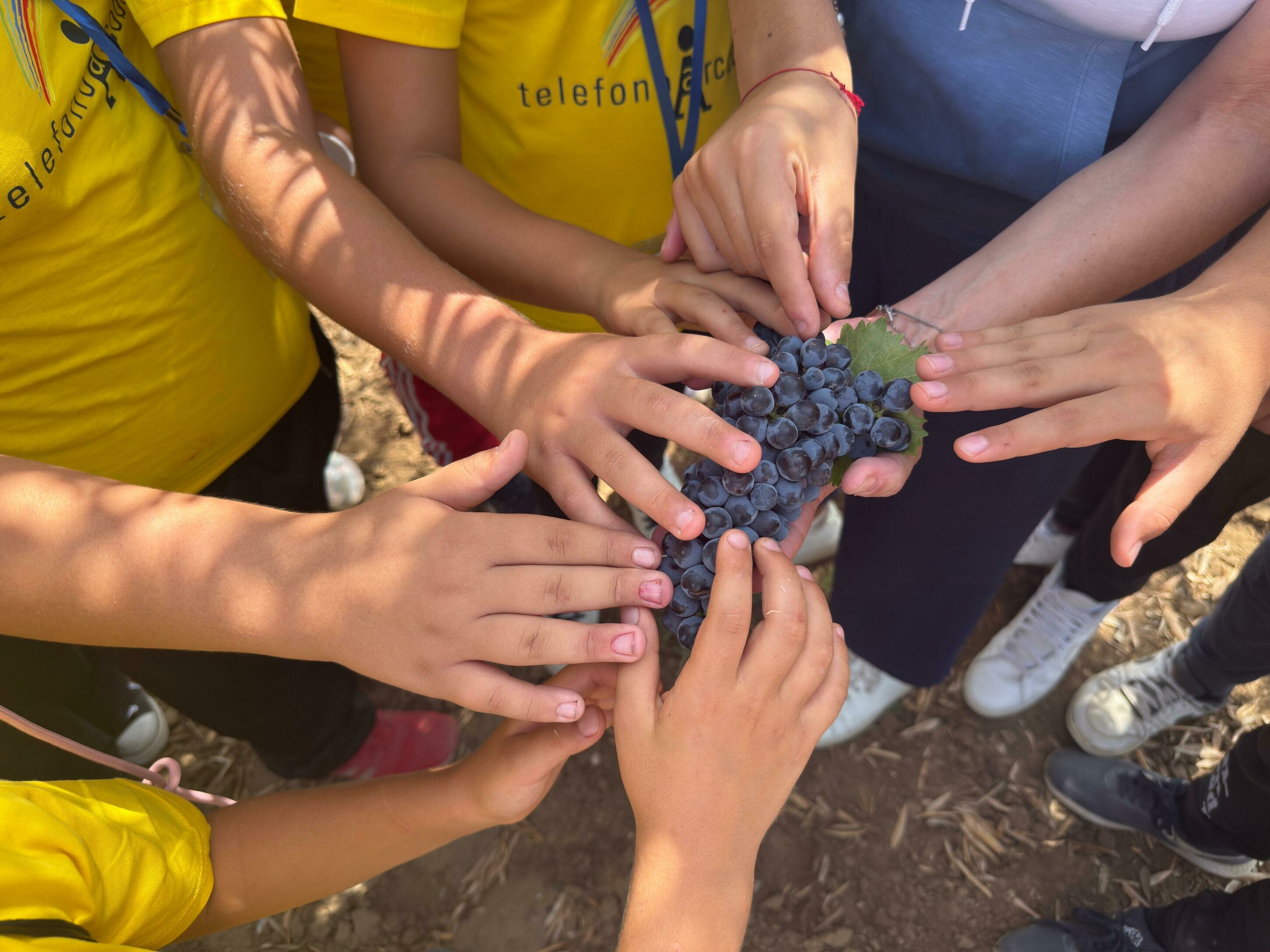 La vendemmia dei bambini alle Tenute Navarra: 50 piccoli in festa a Butera con telefono Arcobaleno
