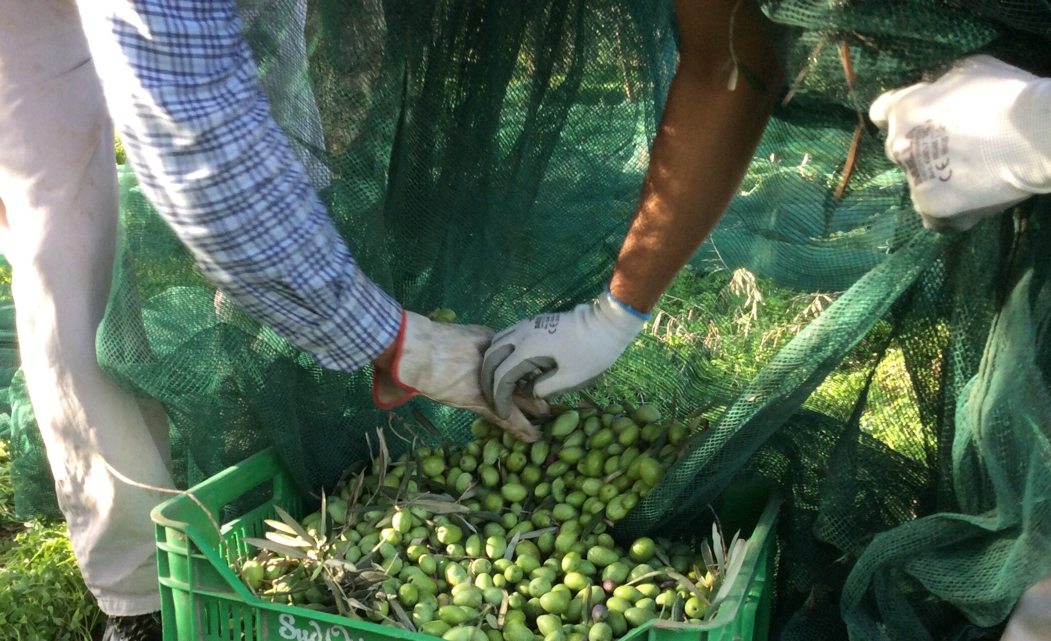 &ldquo;Frantoi Aperti&rdquo;: l&rsquo;Olio DOP Monti Iblei celebra 25 anni di eccellenza e incontra i consumatori