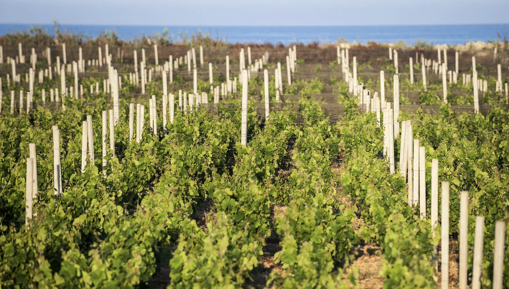 &ldquo;Autunno in Cantina&rdquo;: ultimo weekend tra le cantine della Sicilia occidentale