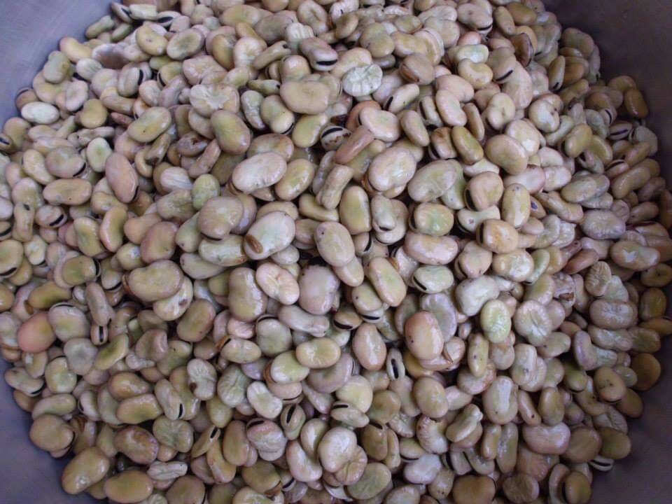 Festa della Fava: ad agosto Campofiorito, nel palermitano, si accende di spettacolo e memoria