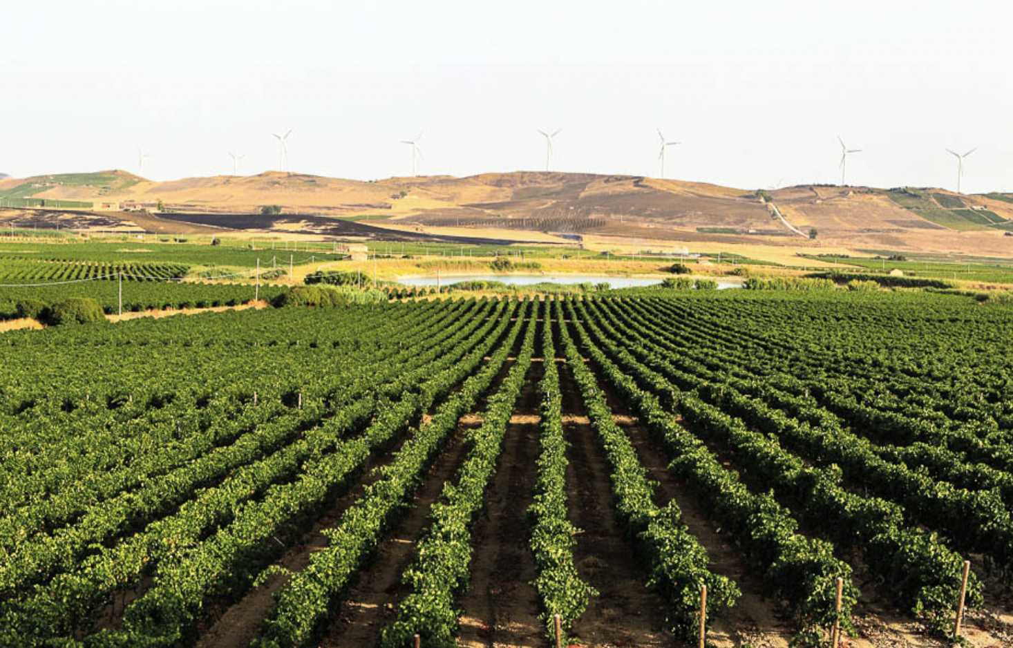 &ldquo;Autunno in Cantina&rdquo; prosegue con grande partecipazione: ecco gli appuntamenti del 31 ottobre e 1&deg; novembre