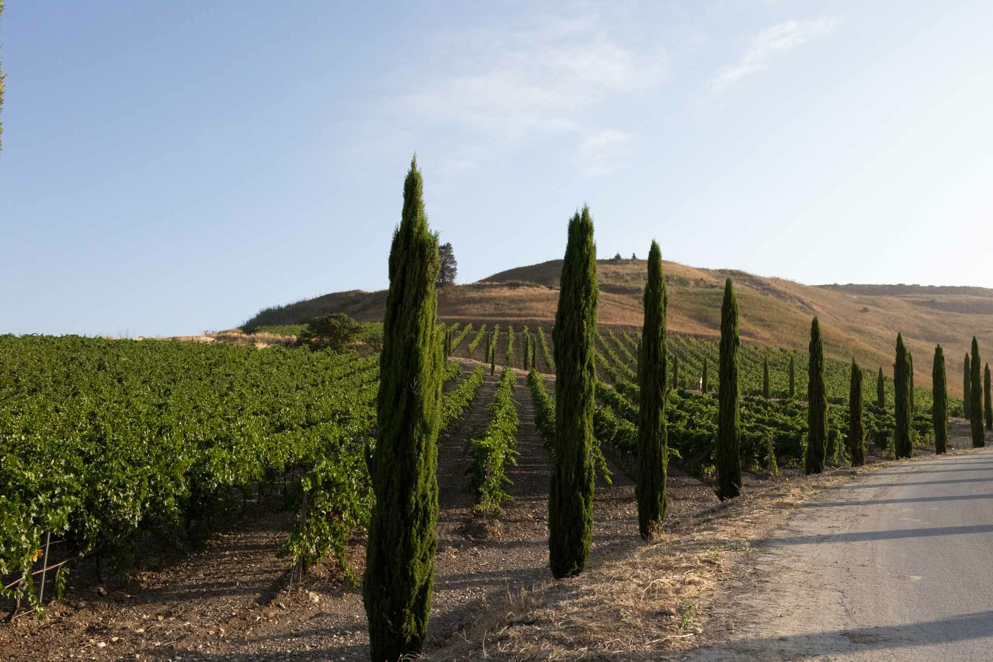 L'Alcamo DOC al centro della scena: il territorio si presenta agli operatori del settore con un incoming dedicato all'eccellenza vitivinicola locale