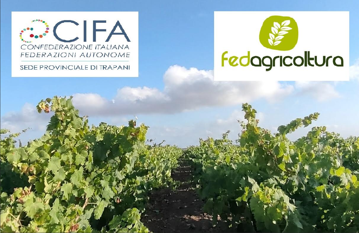 Vitivinicoltura trapanese, CIFA e FedAgricoltura Trapani: &ldquo;Serve un piano straordinario per affrontare una crisi che parte dai vigneti e arriva al mercato&rdquo;