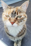 micia