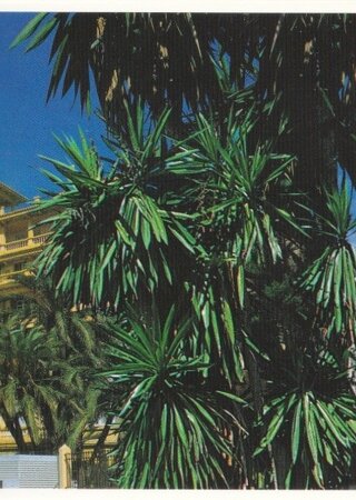 Malaga