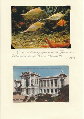 eyJmciI6Ik11c+llIE9j6WFub2dyYXBoaXF1ZSJ9