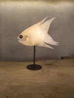 pesce-senza-filo