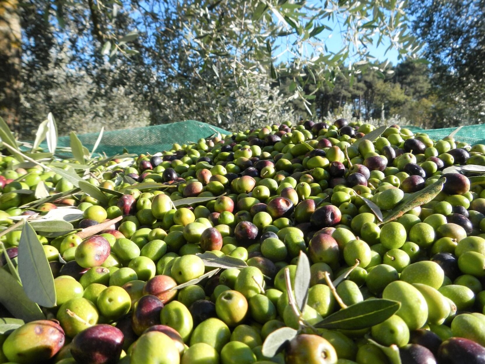 olive-di-lucca-sicula.jpeg olive-di-lucca-sicula.jpeg