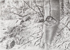 sul sentiero di acqua rocca.jpeg