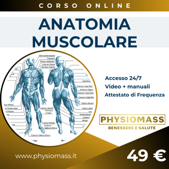 anatomia muscolare anatomia muscolare