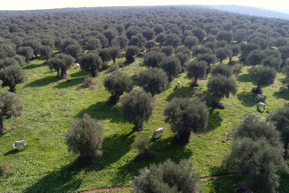 feudo belvedere.jpeg