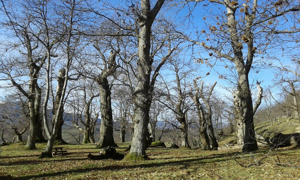 14_di moscheta.jpeg 14_di moscheta.jpeg