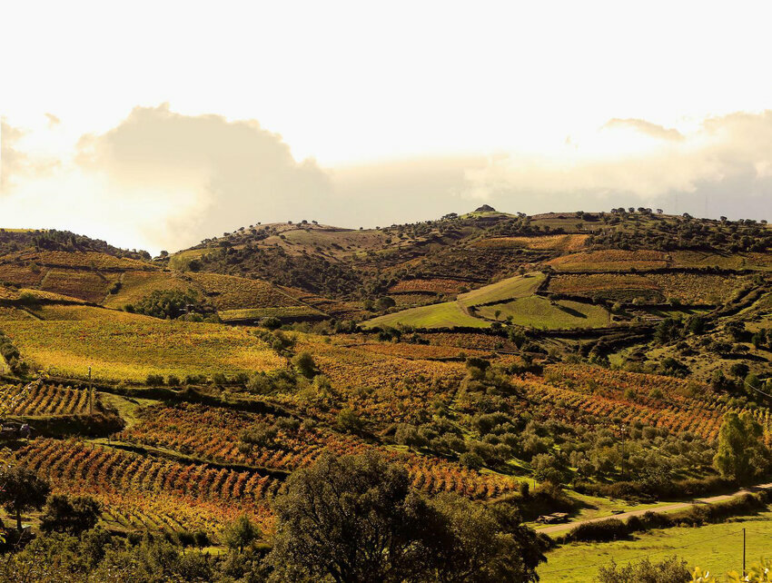 la-luce-del-tramonto-esalta-il-foliage-dei-vigneti-meanesi-foto-da-cantinameanait-2018.jpeg la-luce-del-tramonto-esalta-il-foliage-dei-vigneti-meanesi-foto-da-cantinameanait-2018.jpeg