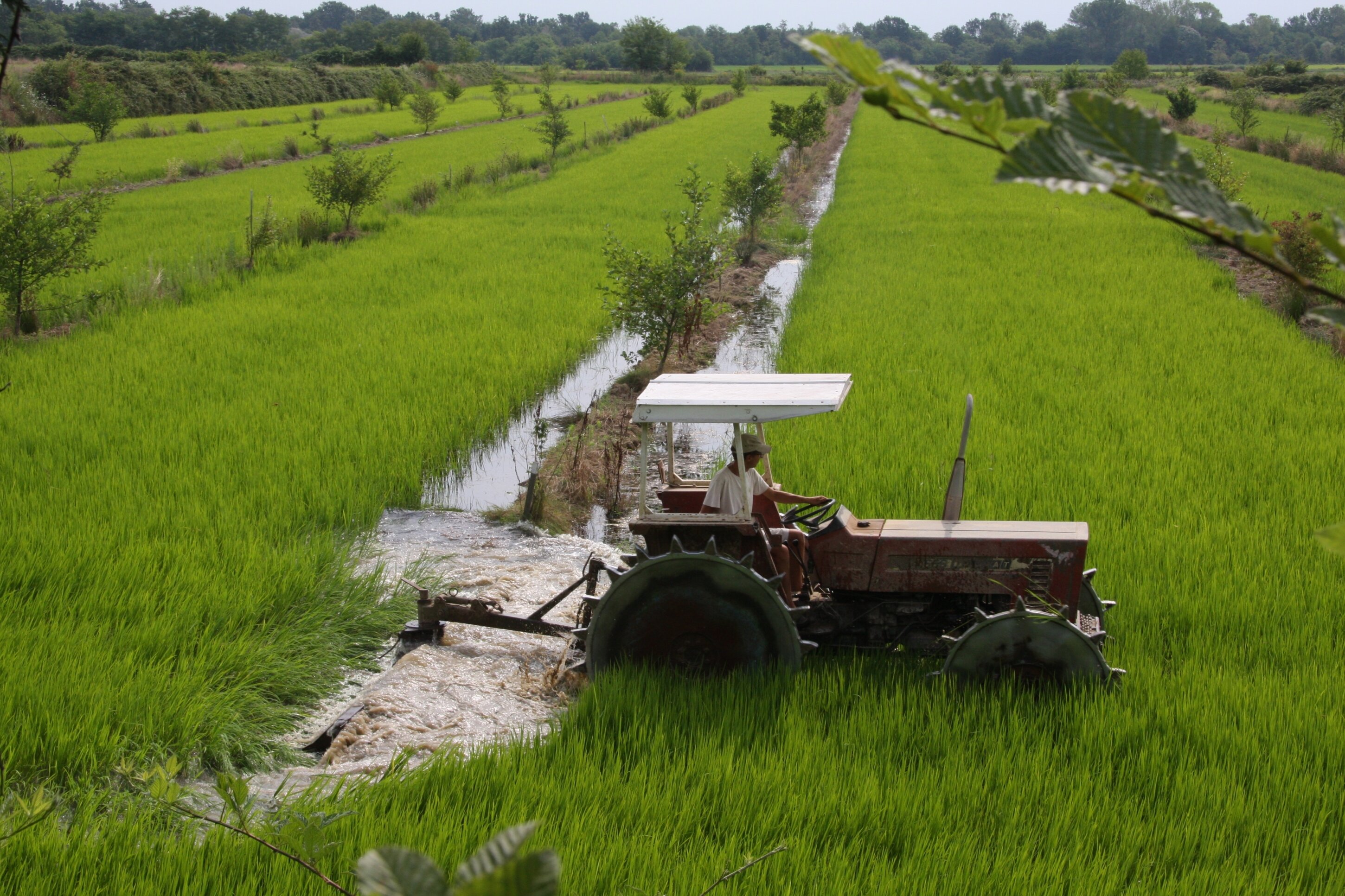 panoramica-risaia-agroforestazione.jpeg