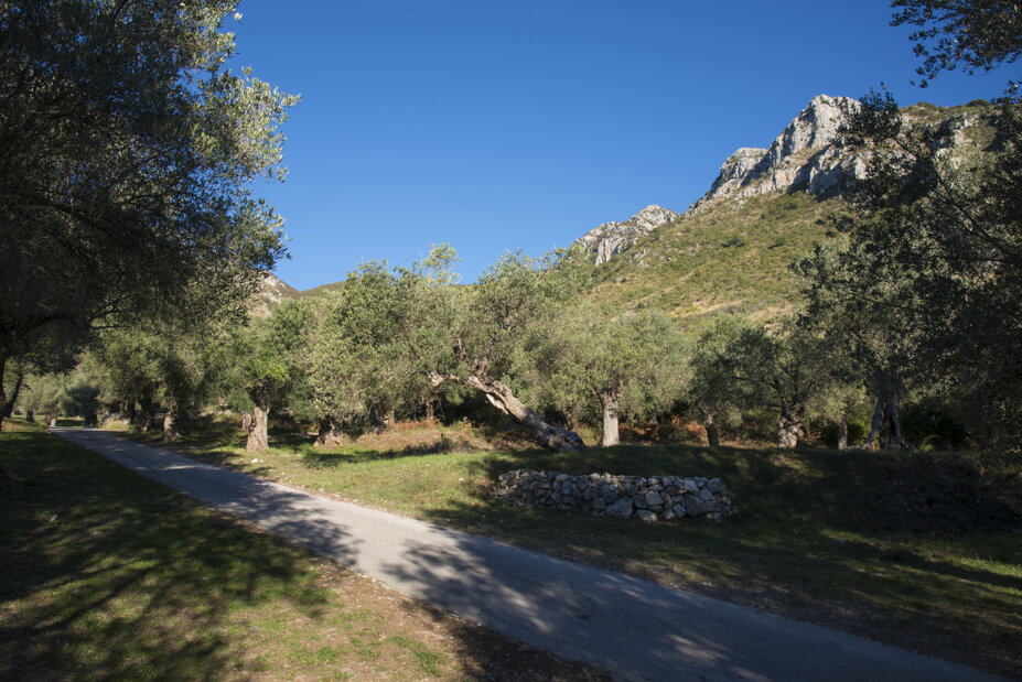 venolea 2017_12.jpeg