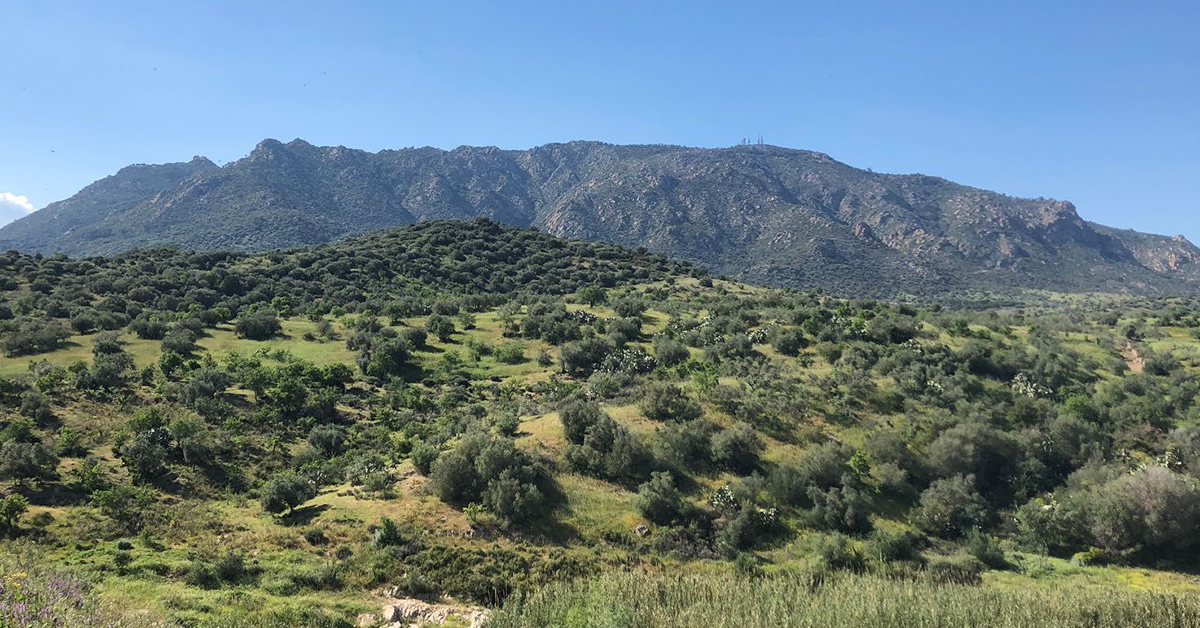 dossier_oliena_def.png dossier_oliena_def.png