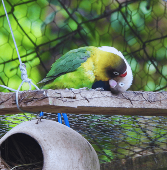 aves3