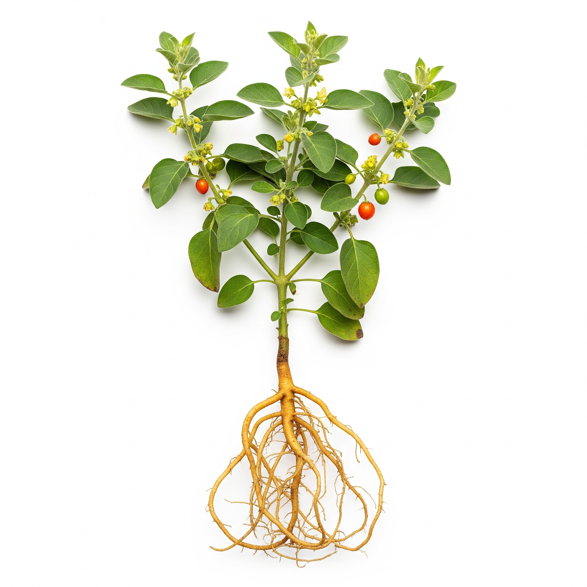 Withania - Ashwagandha il NATURALE sostegno alla VITA CONTEMPORANEA.