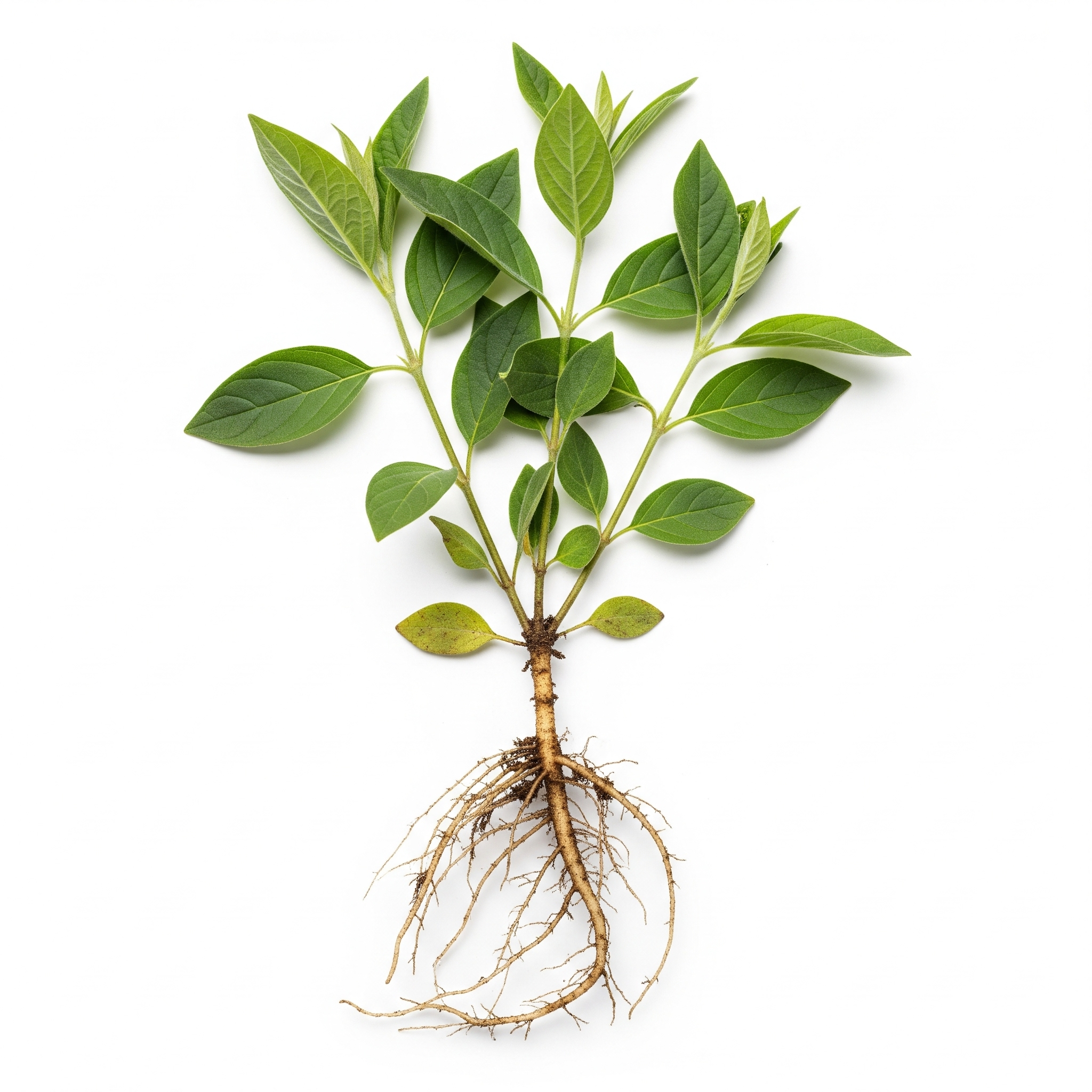 GYMNEMA un naturale aiuto al controllo della GLICEMIA