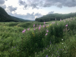 Green mountain landscape with wildflowers and cloudy sky