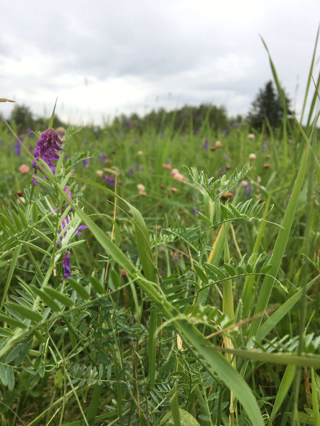 Wild grasses and flowers in a natural landscape Wild grasses and flowers in a natural landscape