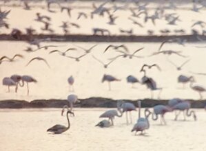 funny-removebg-preview