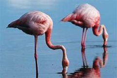 fenicotero-401703438.jpeg fenicotero-401703438.jpeg