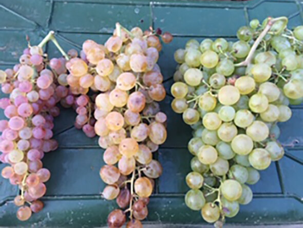 Vini dell'Elba: Arrighi e le sue etichette ad Eustachiora